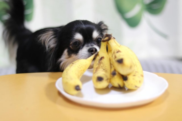 犬にバナナを与えても大丈夫？与える際の注意点とは